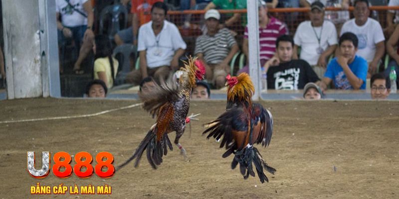hotlive đăng nhập mậu binh khuyến mãi