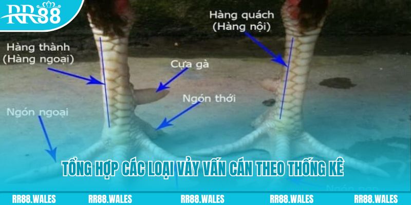 hotlive HB Điện Tử